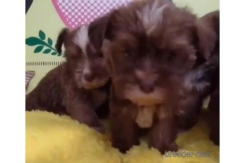 成約済の栃木県のミックス犬-210632の4枚目